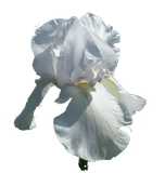 Weiße Lilie Weisse Iris