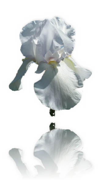 Irisblüte im Weinberg