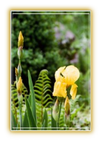 Irisblüte am Wegrand Iris am Wegrand