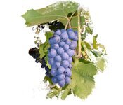 BlaueTraube-skal.jpg