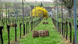 DSCF3515.JPG